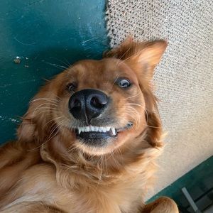 Meet your Posher, Ryan